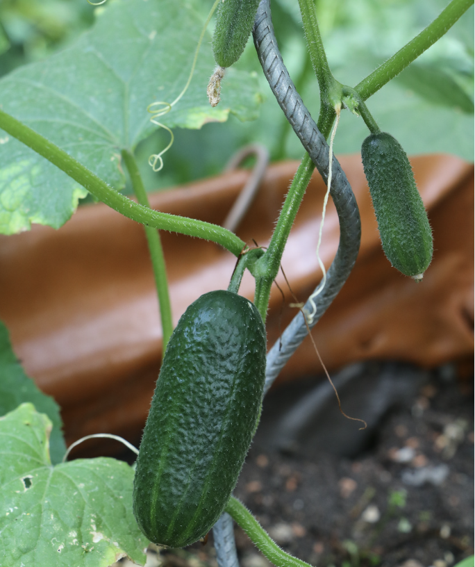 Swing into Spring_Cucumbers